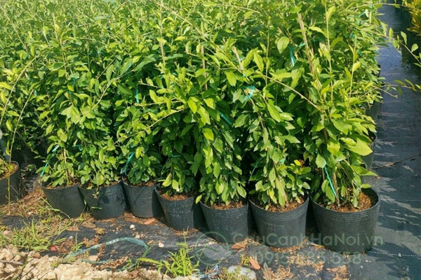 Địa chỉ bán cúc tần ấn độ giá rẻ tại Hà Nội