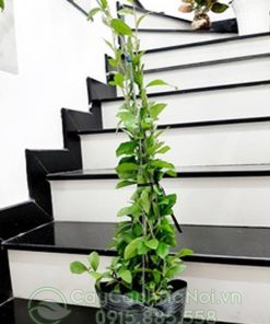 Cúc tần ấn độ trồng chậu mũ đen