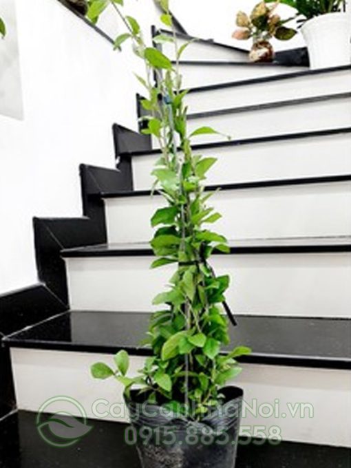 Cúc tần ấn độ trồng chậu mũ đen