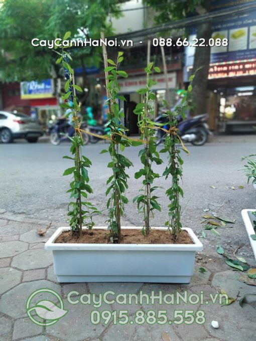 Cúc tần ấn độ trồng chậu nhựa chữ nhật