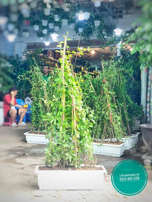 Cúc tần ấn độ trồng chậu nhựa chữ nhật trồng sân thượng