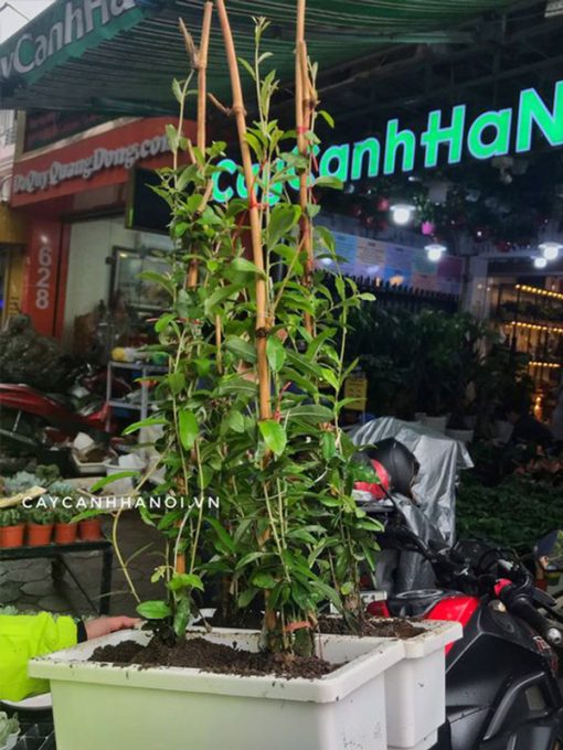 Cúc tần ấn độ trồng chậu nhựa chữ nhật trồng đúng kỹ thuật