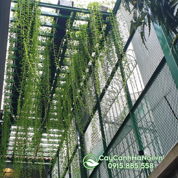Những vị trí trồng cúc tần ấn độ phù hợp