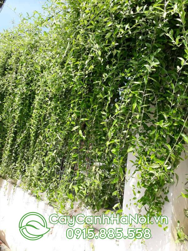 Nguyên nhân khiến cúc tần ấn độ bị vàng lá