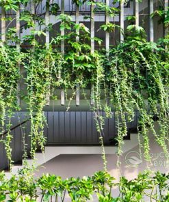 Hoa của cây cúc tần ấn độ
