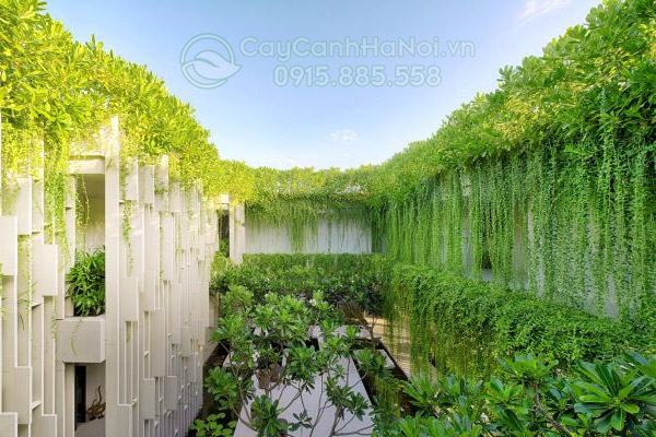 Cúc tần ấn độ ít bị sâu bệnh