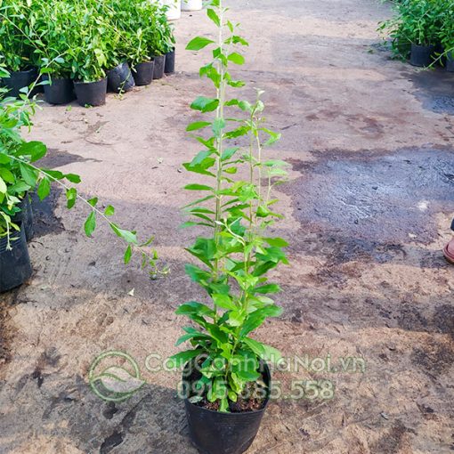 Kỹ thuật trồng cúc tần ấn độ
