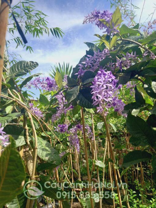 Cây mai xanh thái giống