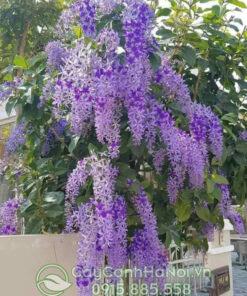 Cây mai xanh thái trồng trước nhà