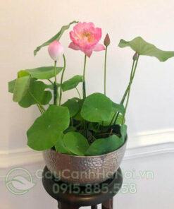Cây Hoa Sen Mini Nhật