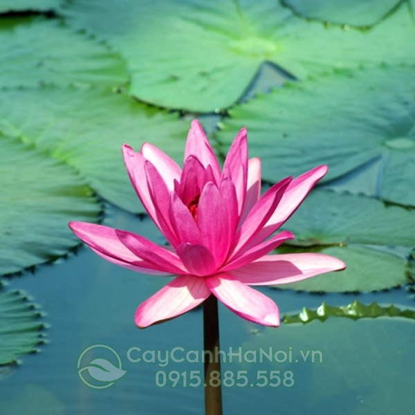 Cây hoa súng thủy sinh
