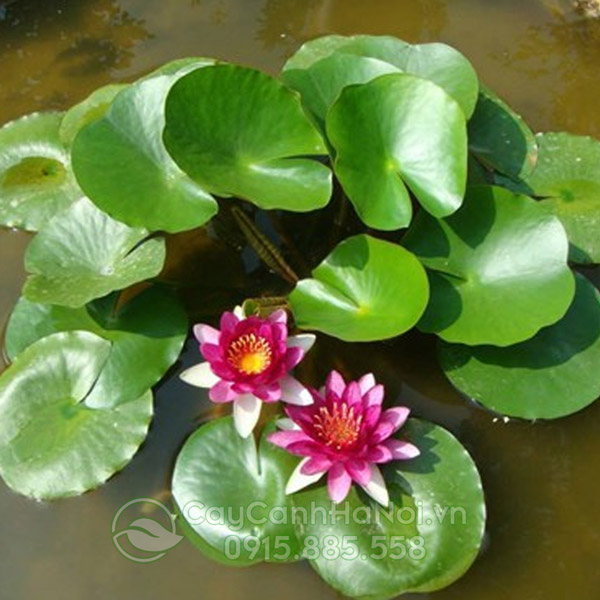 Hoa Súng màu hồng sen đẹp.