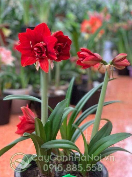 Củ hoa huệ tây đỏ (cây huệ đỏ)