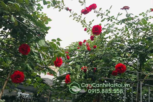 Nên tưới nước cho cây hoa hồng cổ thường xuyên