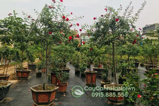 Nơi bán cây hoa hồng cổ Sơn Là đẹp chất lượng
