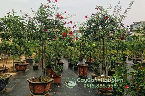Nơi bán cây hoa hồng cổ Sơn Là đẹp chất lượng