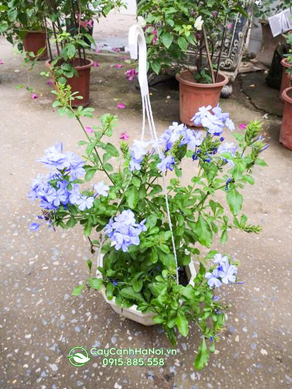 Cây thanh xà trồng chậu nhựa treo