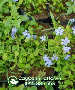 Cách nhân giống cây thanh xà