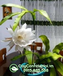 Đặc điểm cây quỳnh hương