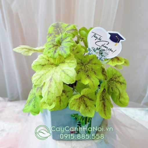 Cây chuông san hô làm quà tặng ngày lễ