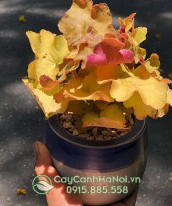 Cây chuông san hô mang đến nhiều sự may mắn