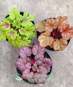 Cây lá màu Heuchera có nguồn gốc từ các nước châu âu