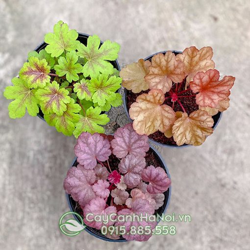 Cây lá màu Heuchera có nguồn gốc từ các nước châu âu