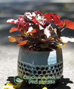 Cây lá màu Heuchera trồng chậu để bàn đẹp