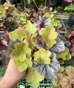 Cây lá màu heuchera có nhiều màu sắc khác nhau