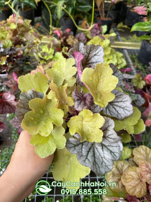 Cây lá màu heuchera có nhiều màu sắc khác nhau