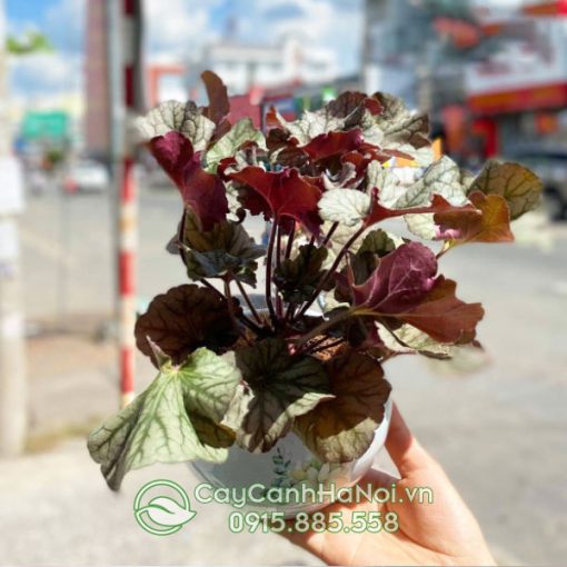 Chuông san hồ trồng chậu tròn để bàn đẹp