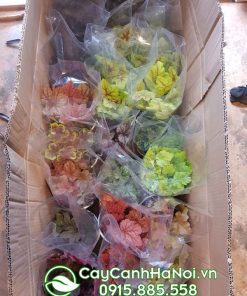 Địa chỉ bán cây lá màu Heuchera chuông san hô số lượng lớn