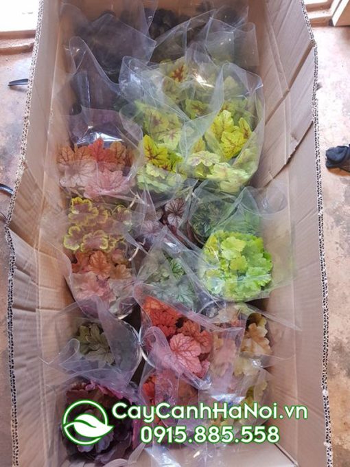 Địa chỉ bán cây lá màu Heuchera chuông san hô số lượng lớn