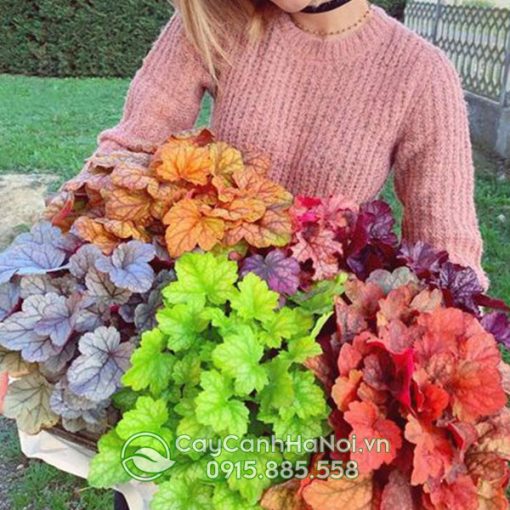 Những lưu ý khi chăm cây chuông san hô