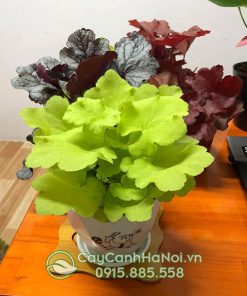 Nơi bán cây chuông san hô đẹp giá rẻ