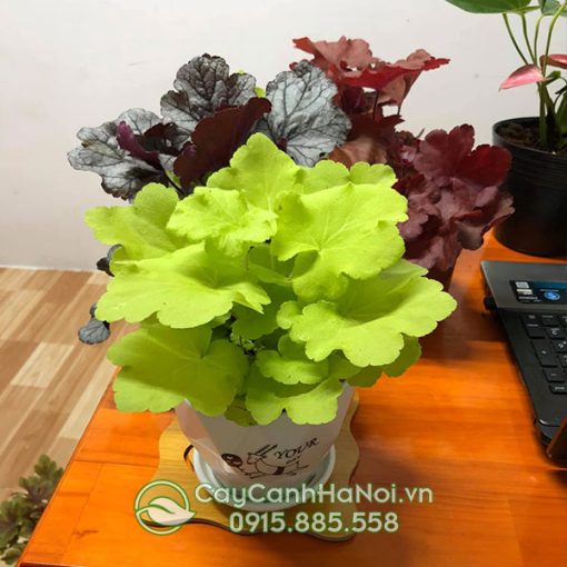 Nơi bán cây chuông san hô đẹp giá rẻ