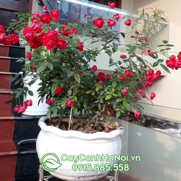 Hướng dẫn cách trồng cây hồng trứng vào chậu