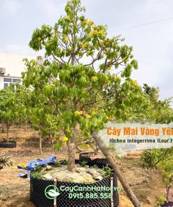 Bán cây mai vàng Yên Tử trồng sân vườn