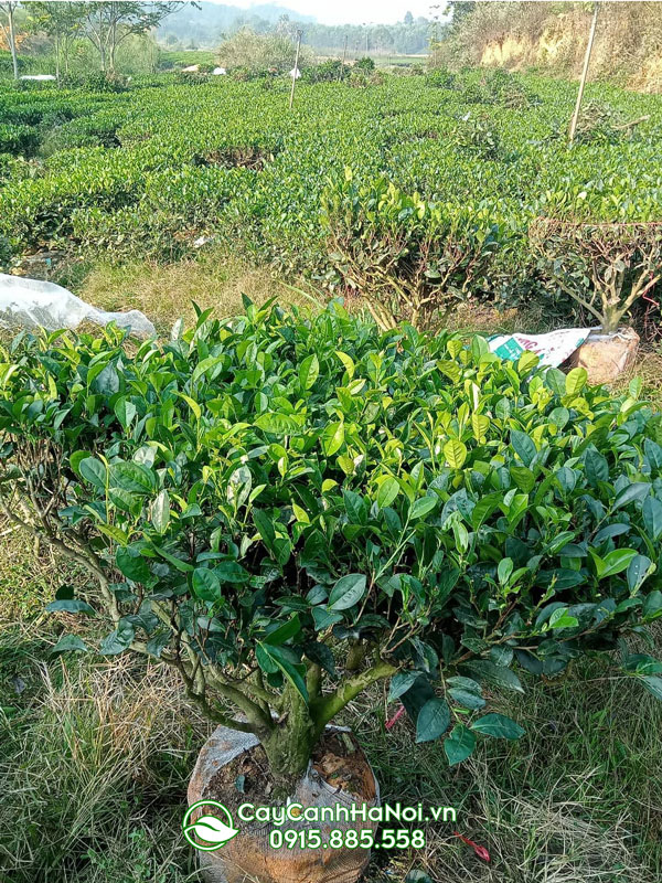 Bán cây trà xanh Thái Nguyên