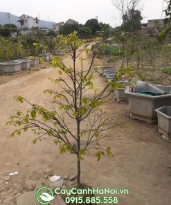 Bán mai vàng yên tử trưng Tết