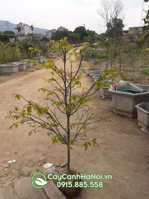Bán mai vàng yên tử trưng Tết