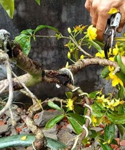 Cách cắt tỉa cây mai vàng yên tử