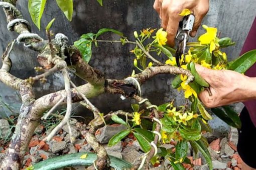 Cách cắt tỉa cây mai vàng yên tử