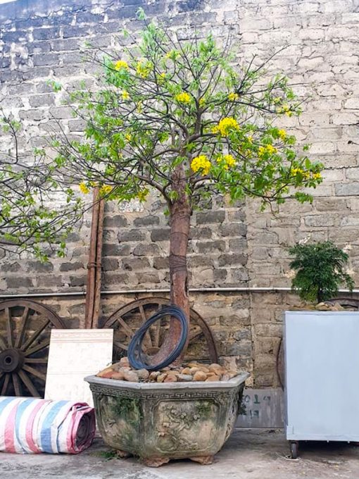 Cách chăm sóc cây mai vàng yên tử bonsai
