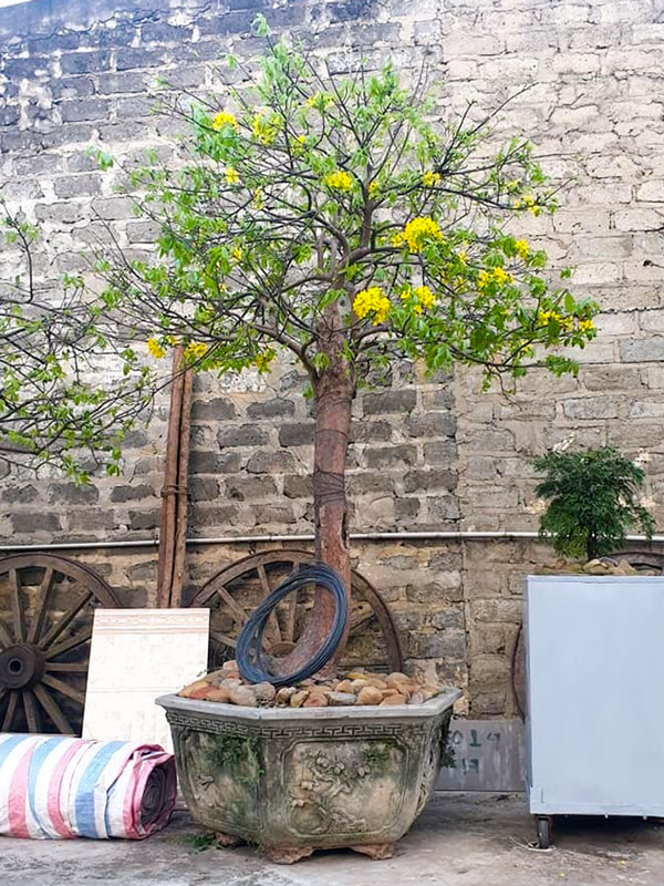 Cách chăm sóc cây mai vàng yên tử bonsai