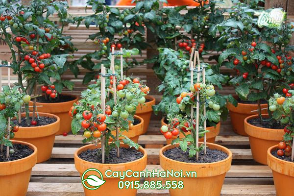 cách trồng cây cà chua