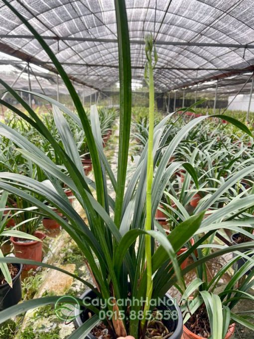 Cách chăm sóc cây địa lan thanh ngọc ra hoa đúng dịp tết