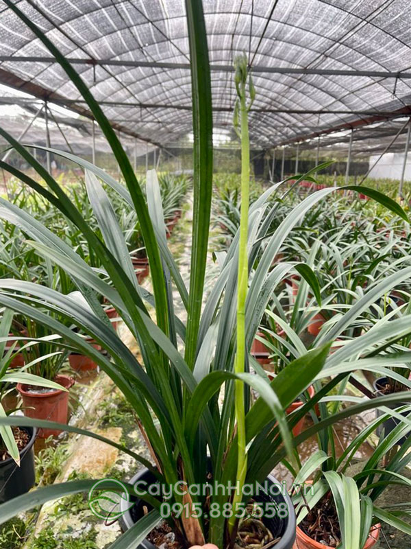 Cách chăm sóc cây địa lan thanh ngọc ra hoa đúng dịp tết