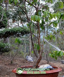 Cách trồng và chăm sóc cây mài vàng Yên Tử