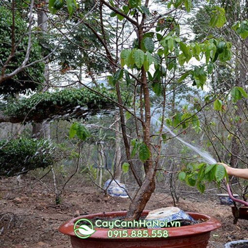 Cách trồng và chăm sóc cây mài vàng Yên Tử